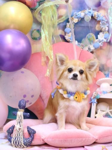 20240825りるちゃん